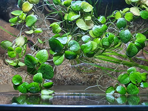 Froschbiss Limnobium Laevigatum - 15 Stück Schwimmpflanzen für Aquarium - Natürliche Aquariumpflanzen