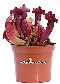 Pianta Carnivora Pianta Carnivora Mangia Insetti pianta da interno pianta ornamentale Carnivora Pianta Carnivora vera venduta da eGarden.store (Sarracenia Maroon)