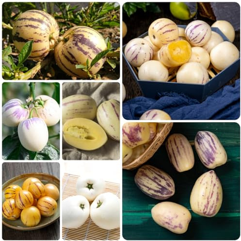 Semillas de pepino, melón y pera, melón pera resistente interior columnares, jardín, variedades 350pcs