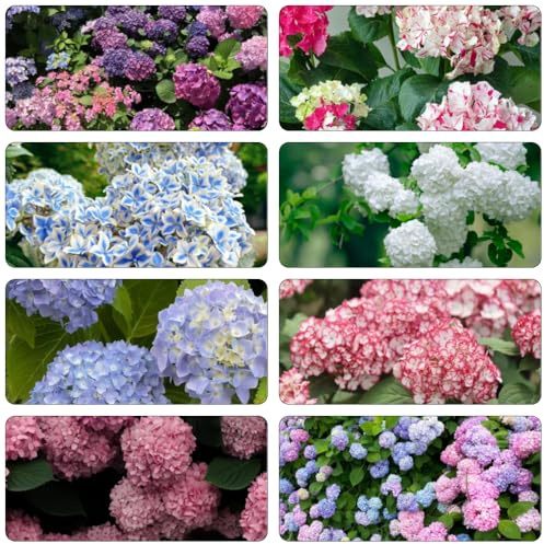 ortensie semi di giardino interni reali semi primavera estate decorazioni giardino per esterni esotici 250pcs