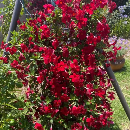 400 piezas comprar semillas de dipladenia, mandevilla jardín resistentes perennes exóticas en el balcón