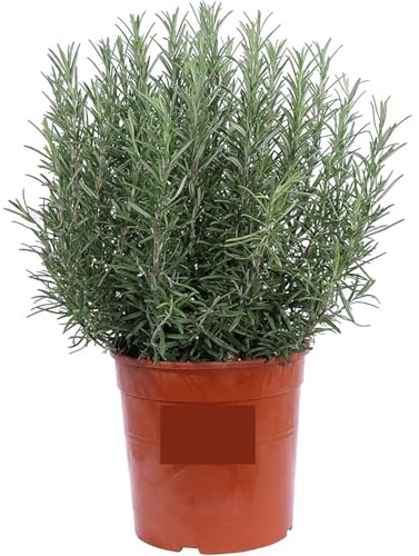 Rosmarino Eretto Piantina – 1 Pianta Aromatiche Rosmarinus officinalis | Facili da Coltivare in Vaso o Giardino | Ideali per Cucina, Bordure, Infusi e Orto Mediterraneo