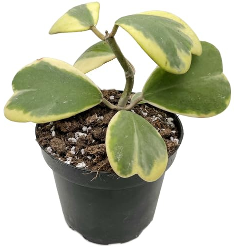 Fangblatt - Hoya kerrii variegata Gr. L - rankende flammende Herzen - panaschierte Porzellanblume/Wachsblume - pflegeleichte Zimmerpflanze