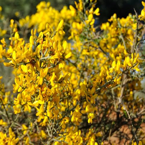 ginster schnell wachsende sträucher hecken gartenblumen geschenk 120samen