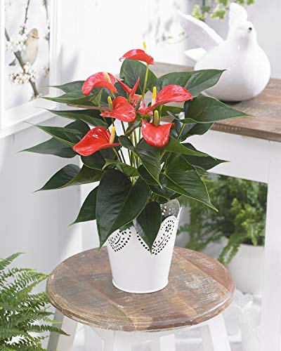 Tropische Flamingo Blume- rotes Anthurium - Getropfte Geschenkpflanze für Zuhause und Büro