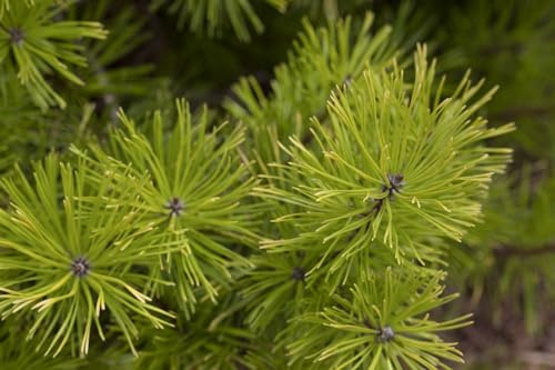 Drehkiefer Pinus contorta 40-60 cm Heckenpflanze winterhart immergrün