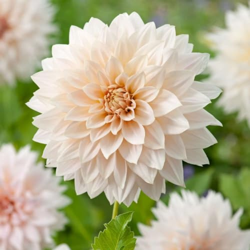 Plant in a Box - Dahlia 'Café au Lait' - lot de 3 - floraisons d'été - tubercules de dahlia - fleurs de jardin - Rose