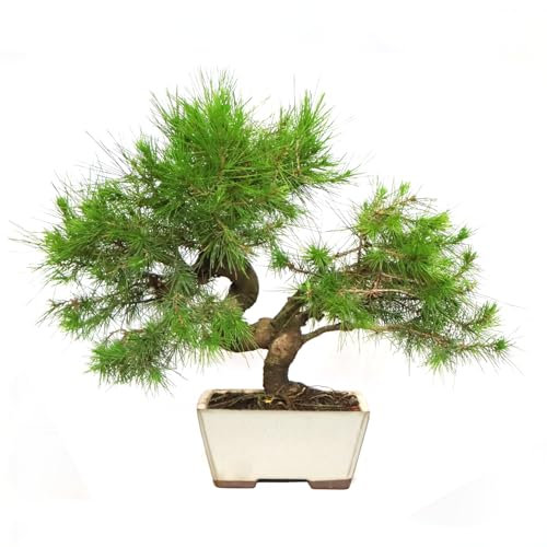 KENTIS - Bonsai di Pino d'Aleppo - Pinus Halepensis - Piante Vere da Esterno Resistenti Sempreverdi Ornamentali - H 35-45 cm Vaso in Ceramica 18 cm
