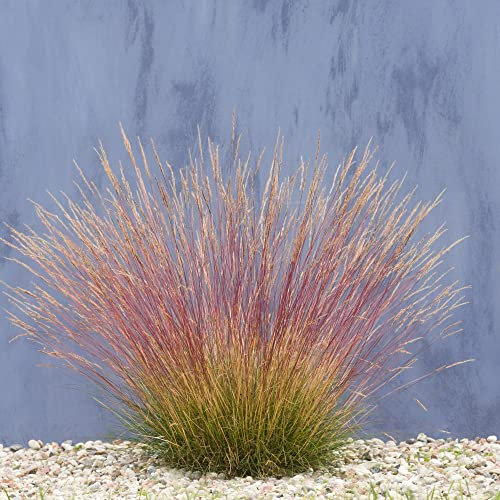 Hardy Perennial Festuca Sunrise Textural Evergreen Reliable Late Summer Bloomer Easy to Grow 3 x 9cm Potted Plants by Thompson and Morgan