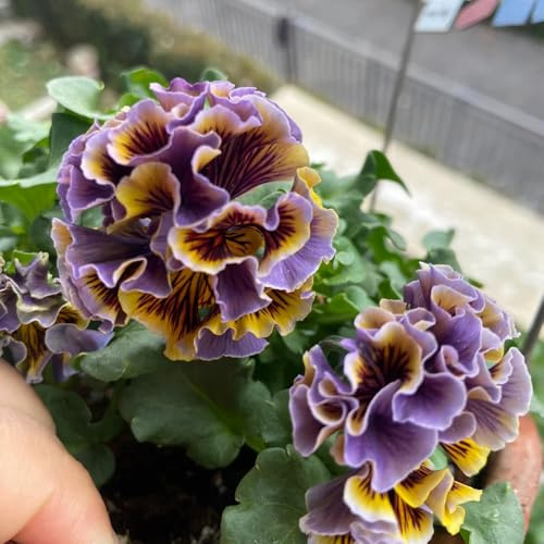 viola cornuta, semi di viola cornuta Decorazioni autunnali per un giardino resistente ornamentali per zone soleggiate semi di balcone d'appartamento rare 650semi