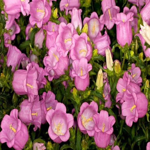 100 pcs Pink Campanula Flower Seeds