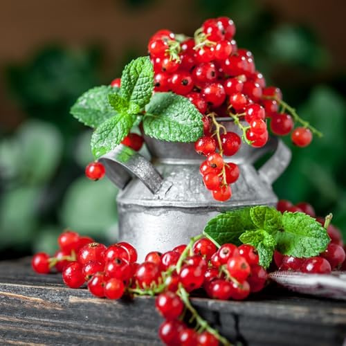 semi di uva spina resistenti - vecchie varietà regali per gli amanti del giardino esotiche da colonnari colonnare giardino di semi 85pcs