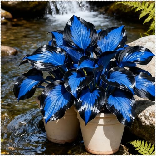 Rizoma di Hosta- Bulbi di Hosta per Giardini Ombreggiati-Foglie Decorative e Resistenza -4 Rizoma-B