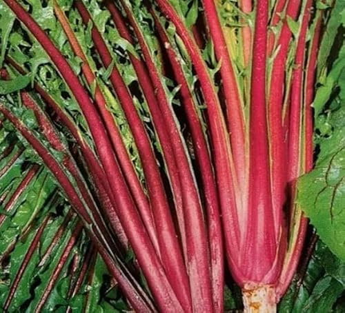 1 Pack of 1000 SEEEDS Chicory ITALICO Rosso