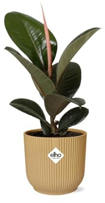 Gummibaum Ficus Elastica 'Robusta' – Zimmerpflanze inkl. Ziertopf Vibes Fold Gelb Ø14cm – Pflegeleichte Grünpflanze mit glänzenden Blättern – Luftreinigend & dekorativ