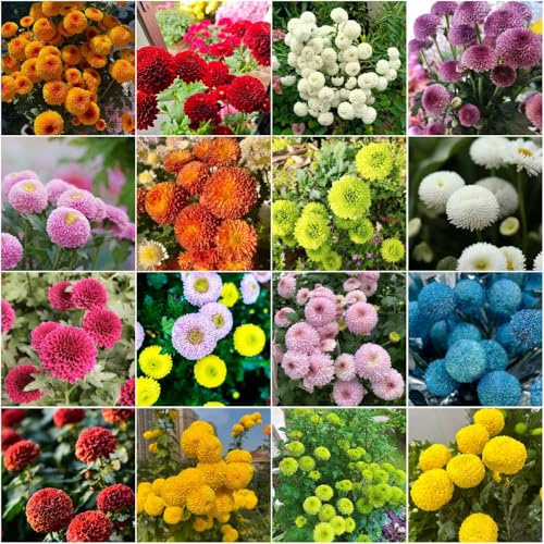 chrysanthemen zimmerpflanzen indoor garden pflanztöpfe blühende bonsai pflanzensamen blumenwiese mehrjährig winterhart balkon Seltene Serie 100samen