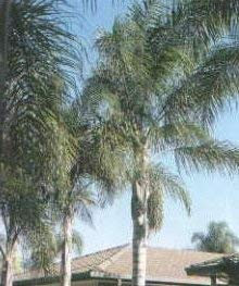 10 Semi di Regina Palm P16 (Syagrus romanzoffiana)