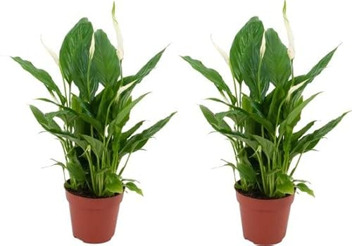 Duo de Spathiphyllum Bellini Plantas Naturales para Decorar el Hogar Lirios de la Paz