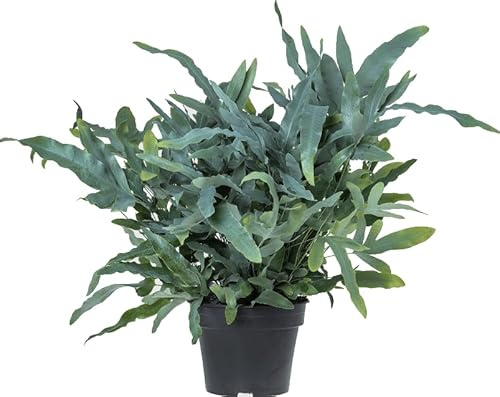 Helecho Phlebodium Blue Star Planta de Interior que se Adapta a Cualquier Ambiente