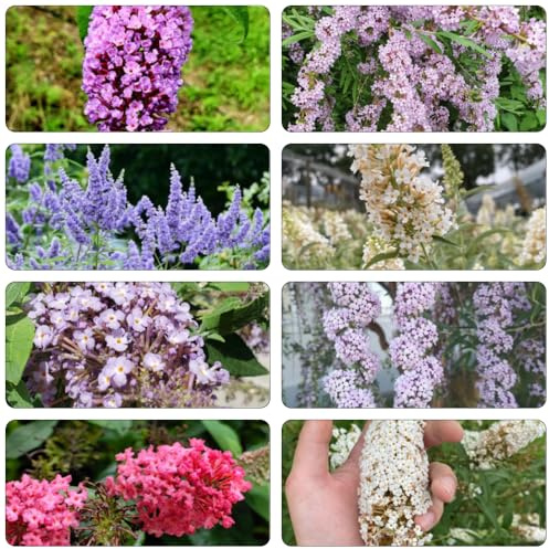 schmetterlingsflieder Schmetterlingsstrauch balkonpflanzen frühling wildblumensamen mehrjährig winterhart schmetterlingsbaum blumengarten frühlingsblumen schmetterlingsflieder 225samen