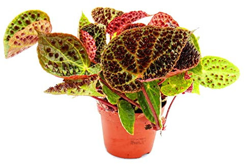 Exotenherz - Wilde Begonie - Begonia ferox - spektakuläre Blattpflanze - Rarität - 12cm Topf