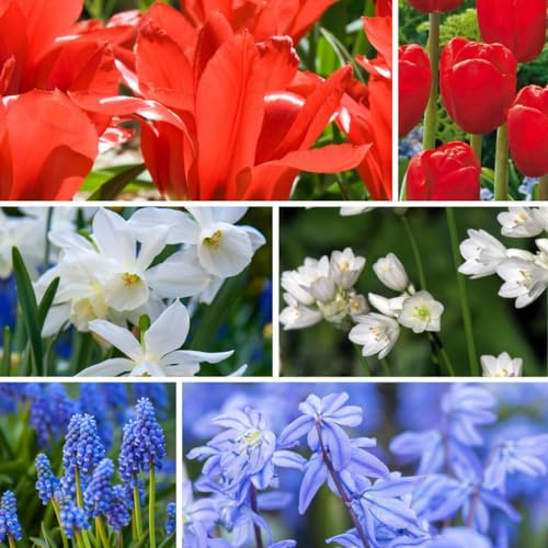 Plant in a Box - Bulbes à fleurs de Hollande - Lot de 250 - Mélange Joyeux de Bulbes à Fleurs - Tulipe - Jonquille - Scille - Allium