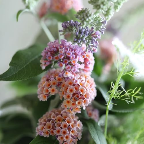 Semi di lillà farfalla, varietà antiche Buddleja lindleyana, buddleia, semi di campo rustiche per balconi Le perenni 30pcs