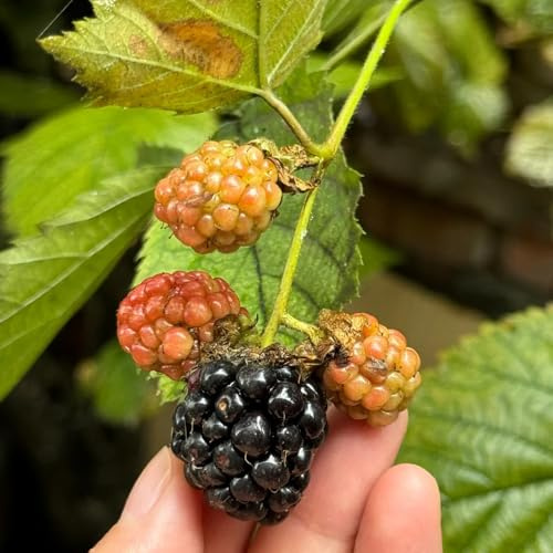 Semi di lampone - Rubus idaeus - sementi biologiche, frutteto da frutto da balcone resistenti per luoghi soleggiati 100pcs