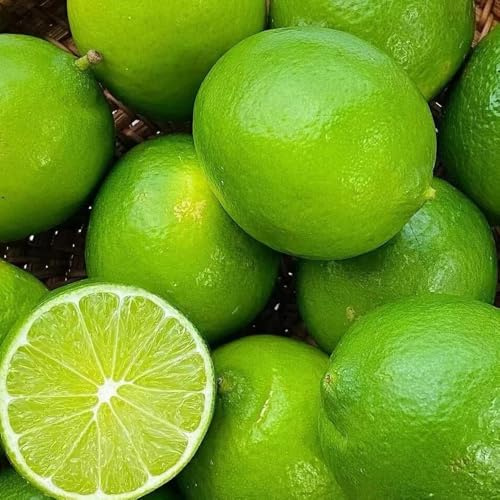 semillas de limonero resistente - exóticas orgánicas interior 25pcs