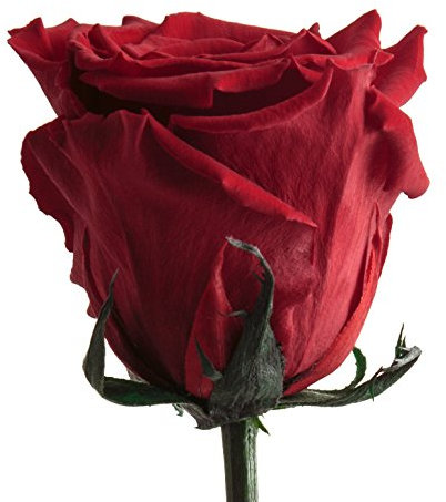 ROSEMARIE SCHULZ Heidelberg Infinity Rose Rot mit Stiel - 45-50cm lang echte Blume haltbar 3 Jahre in Box - konservierte Rose Freundin Geschenk zum Geburtstag und Valentinstag (Rot)