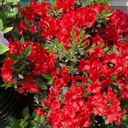 semillas rododendro Las perennes son perennes resistentes semillas del balcon 550pcs