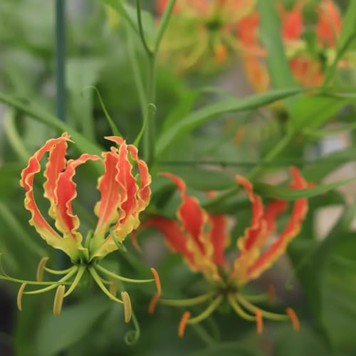bulbi di giglio di fiamma esotiche, giglio fiamma autunnali, primaverili precoci resistenti per il giardino, da balcone fresche, decorativi 9pcs