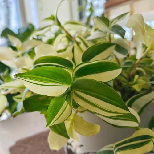 Grünlilie - balkonpflanzen pflanzensamen büropflanzen alte sorten exotische immergrüne winterhart zimmerpflanzen wohnzimmer deko nachhaltige produkte kräuterpflanzen 100Samen