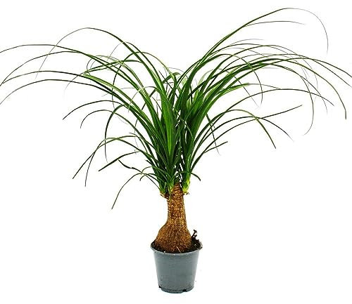 Exotenherz Kleiner Elefantenfuss - Beaucarnea recurvata - Nolina - Zimmerpflanze - 12cm Topf - Stamm