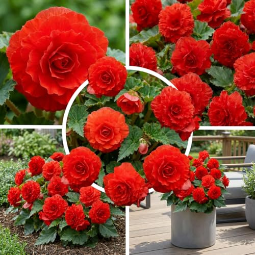 FLORIUM Begonia Fimbriata Red, 5 tubes de bégonia de Hollande, véritables plantes de bégonia suspendues (sans graines ni artificielles), perennial pour pots et balcons, pas durs