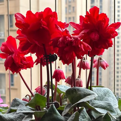 Semi di ciclamino - semi di da esterno resistenti decorazione da giardino per esterni serre da balcone decorazione floreale 55pcs