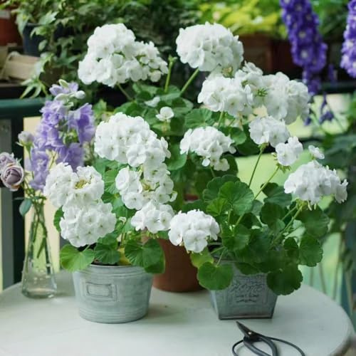 semi di geranio pelargonium ornamentali per luoghi soleggiati gerani d'appartamento rare resistenti in vaso da esterno da balcone recisi Decorazioni autunnali 10semi