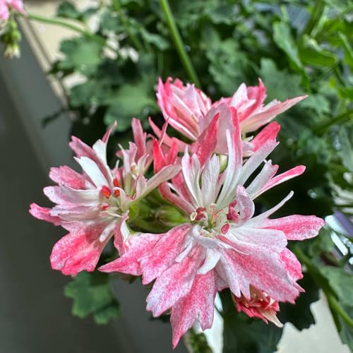 Geranios colgantes - Pelargonium - de jardín de semillas pradera silvestres, macizo exóticas trepadoras, jardín rocas Decoraciones al aire libre, 40semillas