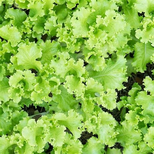 Lettuce Garden Seeds - Black Seeded Simpson - 1 Oz (~25,000 Seeds) - Non-GMO, Heirloom, Open Pollinated - Fast-Growing Loose Leaf Variety for Microgreens or Vegetable Gardens
