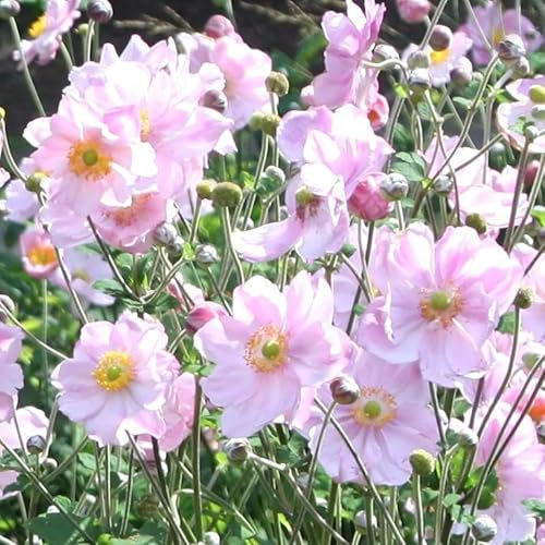 Plant Theory Konigin Charlotte Japanese Anemone Perennials Flowering Plants 2L Pot