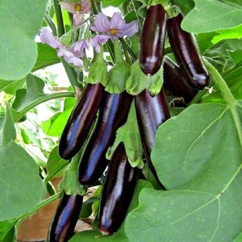 Buy4seeds 25 Italian Long Purple Aubergine Seeds Grow Easy for Grow Garden