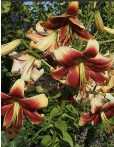 Lilium OT Debbie, 1 Bulbo di grandi dimensioni circonferenza 28 + | Fiori Bicolore Rosso-Crema |Giglio Orientale-Tromba | bulbi di giglio