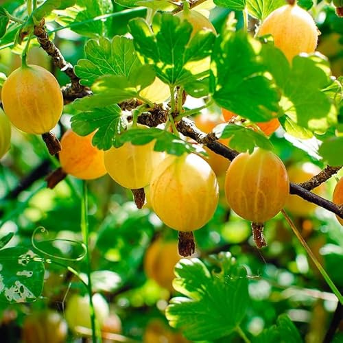 5-9 Tall Gooseberry Bush Live Plant, Gooseberry Plant Live for Growing, Gooseberry Tree Live Plant, Well Rooted
