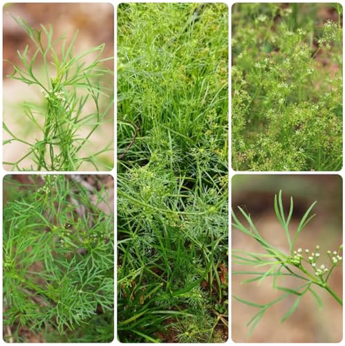 semi di cerfoglio sostenibili cerfoglio per giardino di aromatiche da interno Semi aromatiche, resistenti in vaso da giardino organiche per la copertura 300semi