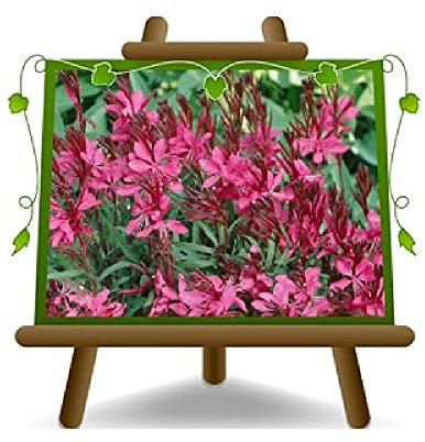 Gaura Fucsia Arbusto Plantas Ornamentales - en maceta de 17 cm - Altura 30 cm