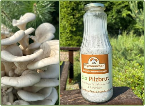 Bio Austernpilz Körnerbrut - Pilze selber züchten