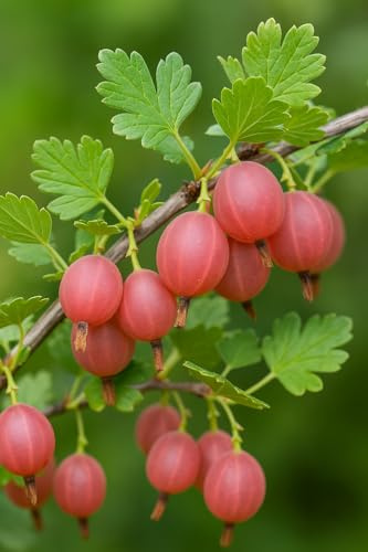 Pink Pixwell Gooseberry Seedling (12–18) – Hardy Bush with Sweet-Tart Berries (2 Seedlings)