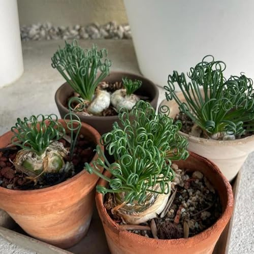 Albuca Spiralis - Decoraciones de jardín raras exteriores suculentas de macizos exóticas semillas cobertura del suelo jardín resistentes verdes, 100semillas