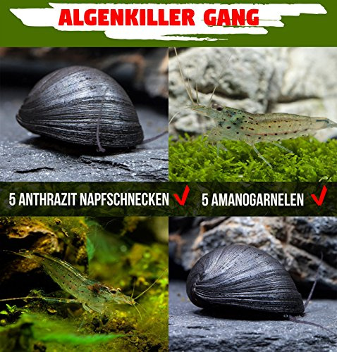 Garnelen Algenkiller Gang - die unschlagbaren Algenfresser im Aquarium - 5 x Neritina pulligera & 5 x Caridina multidentata