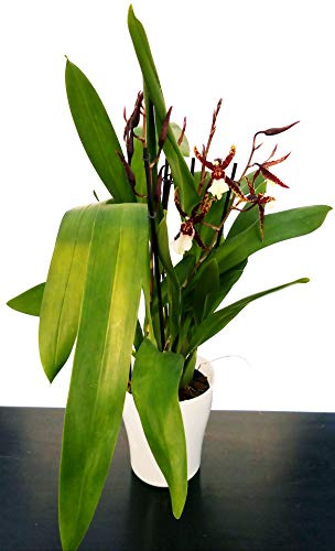 POWERS TO FLOWERS - BRASSIA BEALLARIA ORCHIDEA IN VASO CERAMICA BIANCA, pianta vera